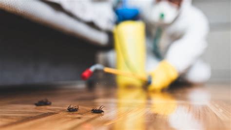 Many homeowners also want to know if it is safe to stay in the house after pest control and if they. How often should you pest control your home | Service.com.au