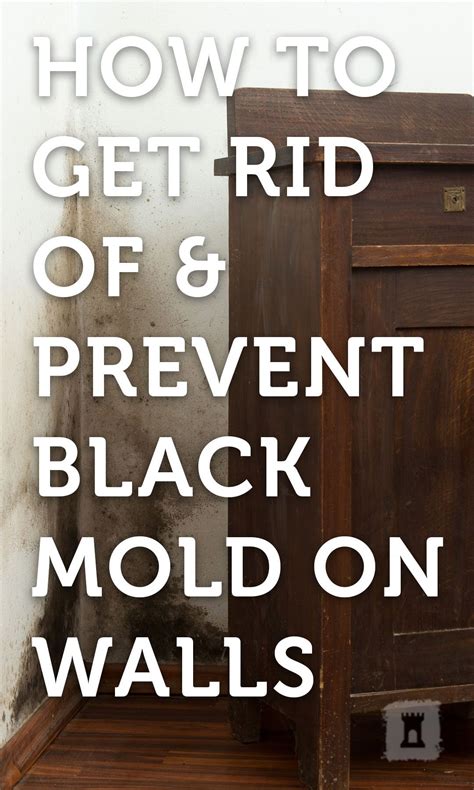 Mold spores spread easily and cannot be completely eradicated. How to get rid of and prevent black mould on walls | Wall ...