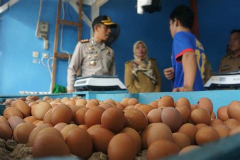 Telur dari burung emu, burung jika telur masih segar, ia akan tenggelam ke dasar gelas. Harga Telur dan Ayam Masih Mahal, Apakah Ada Penimbunan?