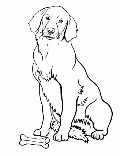 The hind wings are small and well rounded. 27 Golden Girls Coloring Book in 2020 | Puppy coloring pages, Dog coloring page, Coloring books