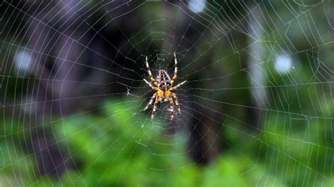 Male black widow spiders are not venomous. What Do Spiders Eat? - Joy of Animals