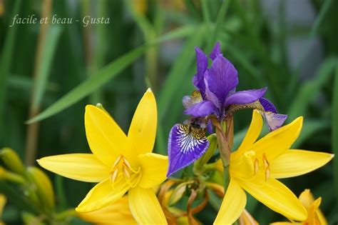 Im gartenfachhandel sind zahlreiche unterschiedliche lilienarten erhältlich. facile et beau - Gusta: Lilien im Garten