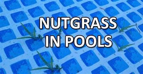 Below we share some tips on the causes and prevention of pool liner surface problems. Nutgrass Problems in Vinyl Pools in 2020 | Vinyl pool ...