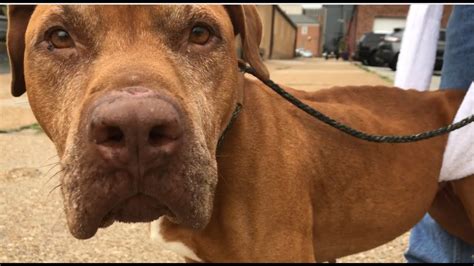 Virtually all of the pets we save have been abused and neglected. Update on Scooch - Stray Rescue of St.Louis - YouTube