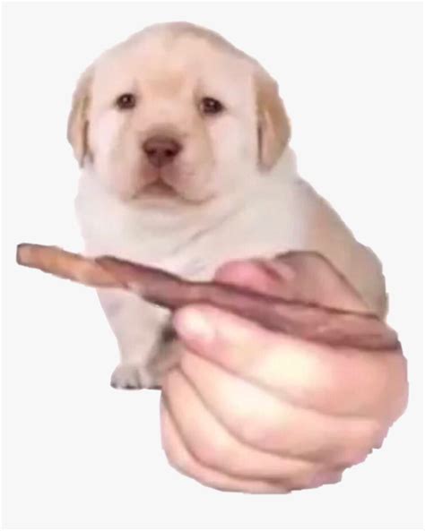 All doge starts a new page for the entire cloud mining industry. Quieres Dog, HD Png Download - kindpng