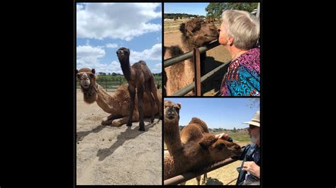 We travel in small groups only. Hump Day: Celebrate Mother's Day At Oasis Camel Dairy ...