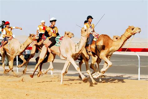 I visited the kuwait camel racing club and experienced camel races for the first time. Camel Race: Camel Race Dubai Schedule