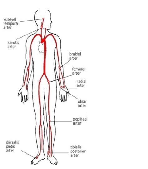 Boyunda, gırtlağın iki yanındaki atar damarlardan birine elinizin üç orta parmağının iç yüzlerini bastırarak. Nabız Nereden Alınır? - Arterler ve Diğer Bölgelerde Nabız ...