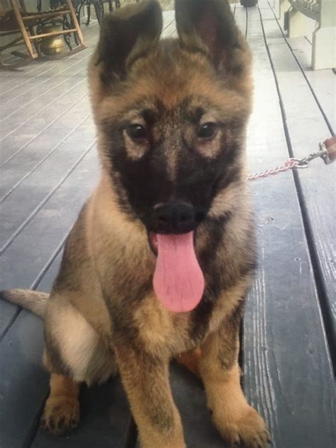 Silver silver sable black german shepherd puppies. Super Silver Sable Litter - Fernbrook German Shepherds LLC