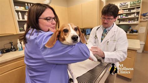 New veterinary wellness center now open Welcome to Springmill Pet Wellness Clinic - YouTube