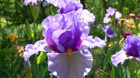 Maybe you would like to learn more about one of these? WATCH: Ames woman shares garden made of 1,000 flowers