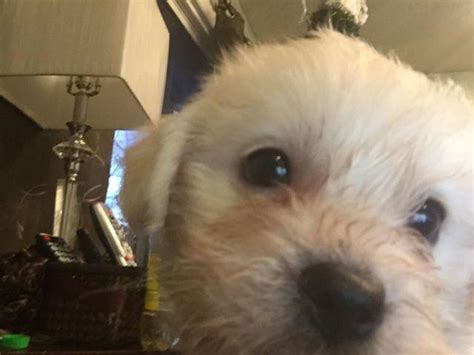 Comes with his toys, food, bed and crate. Puppies teddy bear - shih tzu/bischon frise/poodle for ...
