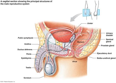 This anatomy drawing reference explains the differences between female and male legs. Male Reproductive System Diagram | 101 Diagrams