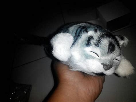 Tingkah lakunya yang unik terkadang membuat kita tertawa ngakak. Gambar Kucing Tertawa - Koleksi Gambar HD