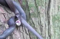 sex snakes having snake naked girls reproduction
