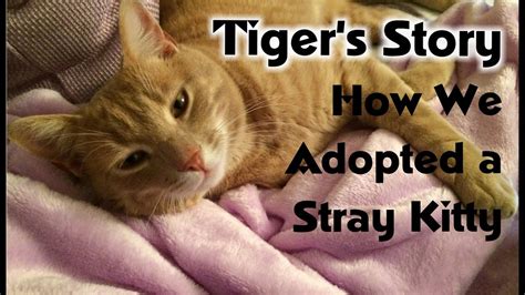 There are countless cats waiting for an while kittens can be cute to look at, they need additional care and patience from their owners. Adopting a Stray Cat: Tiger's Story - YouTube