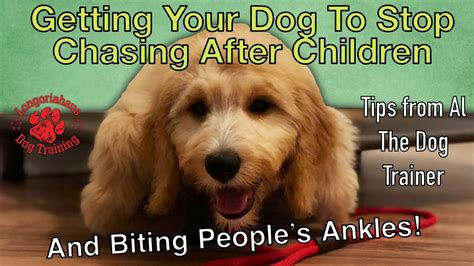 Pain controlling modalities like ultrasound and tens may be used if the pain is present. How Do I Get My Dog To Stop Going After Peoples Ankles ...