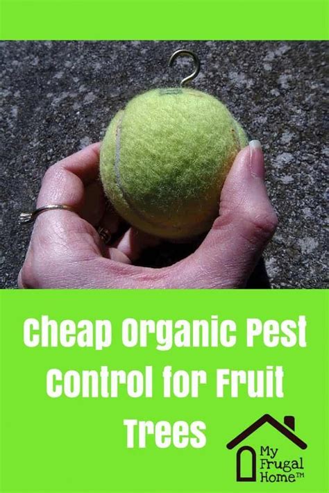 We cannot bear the presence of pests and bugs. Cheap Organic Pest Control for Fruit Trees - this simple ...