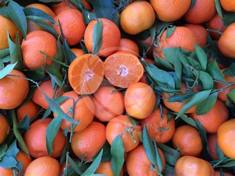 FreshPoint | FM Clementine Tangerine Stem & Leaf *L*S*