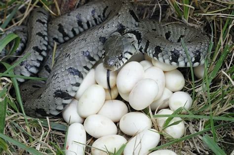 There is no way of telling how many eggs survive, but if the mother does not find a warm place to lay her eggs, she will do it anywhere, in which case the eggs. Do Snakes Lay Eggs? Three Ways Snakes Give Birth ...