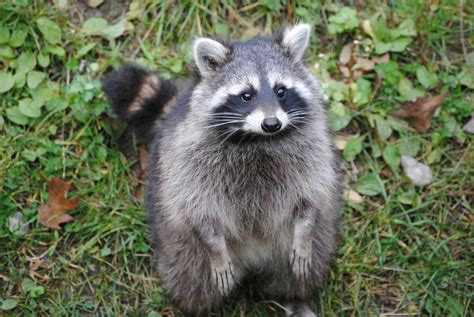 Homeowners can get rid of raccoons fairly simply by following the steps below. Best Way to Remove Raccoons from the Attic - Raccoon ...