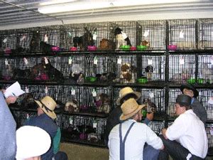 Lancaster, pennsylvania, holmes county, ohio, and shipshewana. Dog Auctions - Spot Speaks