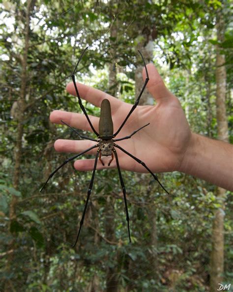 This spider would be very close to that large size, it was massive. Golden Orb Weaver Spider (no photoshop!) | slyoyster.com ...