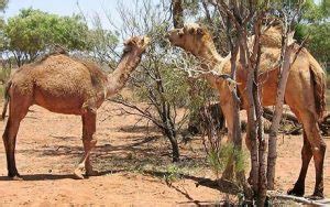 Larger animals use cacti and succulent plants. What Do Camels Eat in the Desert - Camel Diet