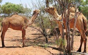 What do camels eat ? What Do Camels Eat in the Desert - Camel Diet