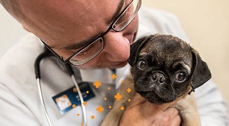 First quote health has put together a list of cheap health insurance options that can help you save money in 2020. PetSmart Exclusive Offer from Banfield Pet Hospital® | Petsmart, Animal hospital, Pet health care