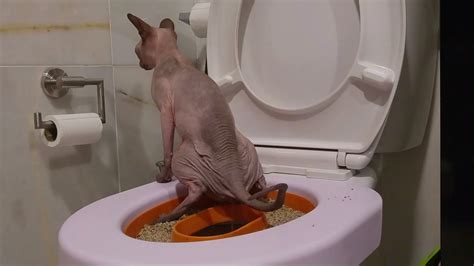 Teach your cat to use the toilet!! Sphynx cat use human toilet🚻 - YouTube