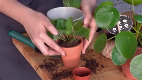 A pénzlevelű pilea szívós, gyom jellegű növény. Pilea Peperomioides Bakımı - YouTube