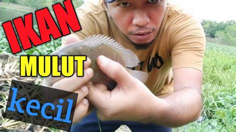 We did not find results for: MANCING IKAN BESAR MULUT KECIK!!! baling makan baling ...