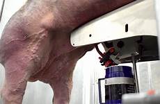 semen boar process magapor automatic