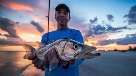 You will have the best chances of a catch if you deceive snook by having it mistake your bait for their natural prey. 5 Shortcuts For Catching Snook In Florida Like A Pro.