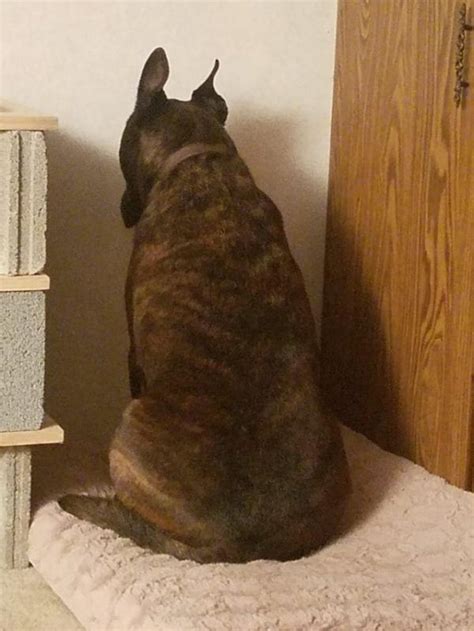 If pressing into a wall, they may slide their head against the wall until they reach a corner where they become stuck. If Your Pet Is Pressing Its Head Against The Wall, Call ...