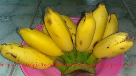 Lempeng pisang ini camilan khas dari daerah banjar. Pisang Lilin, Nama Lain Dan Penjelasan Lengkapnya - Jenis ...