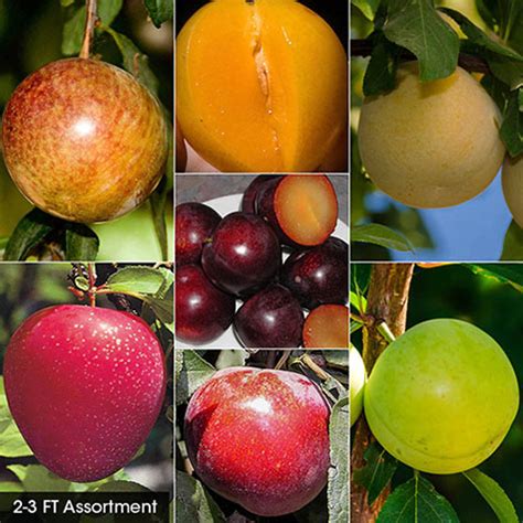 Key ingredients include alfalfa meal (a source of nitrogen, calcium and potassium), kelp meal (a good soil conditioner and an excellent. Plum Fruit Tree Assortment | Gurney's Seed & Nursery Co.