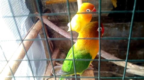 Nestbox baji rm15 nestbox baji extra tebal rm18 nestbox lb rm20 nestbox cockatiel rm25 wohnyo 1 rm4ya 3 rm10ya lokasi kedai burung panji berhampiran smk lebih murah daripada dewasa, katanya. Viral..suara burung mirip anak bayi baru lahirrr?????mimin ...