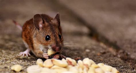 Ob sich mäuse dauerhaft im garten aufhalten, bemerkt man vor allem an dem kot der tiere, sowie an bissspuren an pflanzen oder dem gezüchteten gemüse. Mäuse Vertreiben Garten Inspirierend Schädlingsbekämpfung ...
