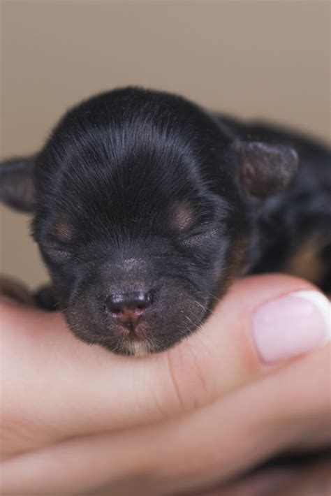 If the pup is still crying despite feeding and relieving itself. Newborn puppy #yorkshireterrier | Yorkshire terrier ...