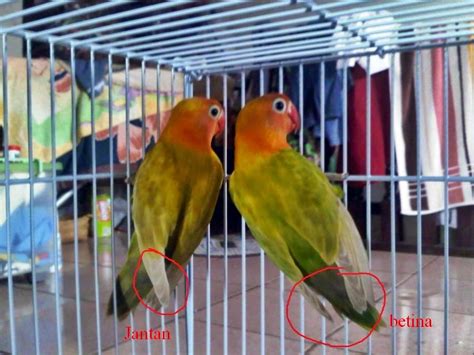 Robin jantan melindungi sarangnya dari burung. Cara Membedakan Lovebird Jantan dan Betina - Ocehan Kenari