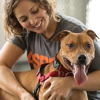 Our volunteers also work in the adoption areas to help people coming to the centre find the right pet for. Adopt a Pet | Dogs | Cats | NYC | Adoption Tips | ASPCA