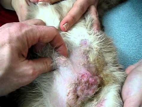 There appears to be some evidence that domestic shorthair and siamese cats have higher incidence of mammary cancer. tumor of breast cancer in cat - YouTube