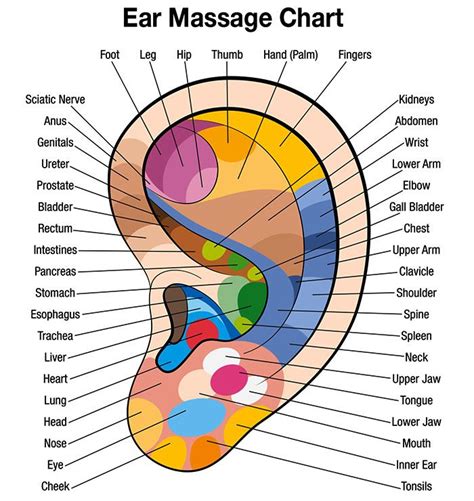 No annoying ads and a better search engine than pornhub! Free Downloadable Ear Massage Chart for Self Healing ...