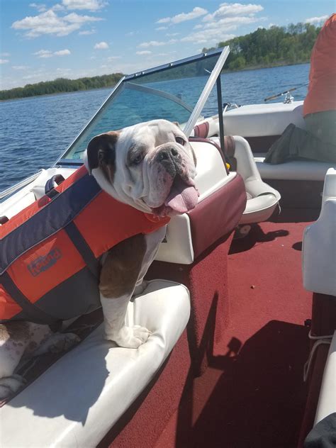 Dogs like the english bulldog, french bulldog, and pug—those breeds that have that characteristic smooshed face—are called brachycephalic you might have seen videos of bulldogs swimming before, or maybe you've had one who could swim just fine. First boat ride for our adopted Old English Bulldog, Mr ...