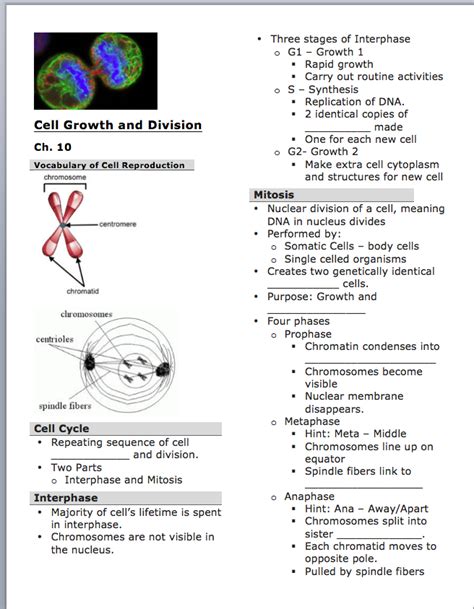 The nucleus is divided by mitosis and then the cell which represents the body of the unicellular organism splits into two cells. mariaing licensed for non-commercial use only / IU5 | Mitosis, Vocabulary, Biology