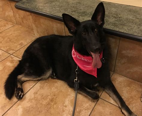 They make great guard dogs and wonderful companions. German Shepherd Puppy Rescue Nj - Bmoshow Blog