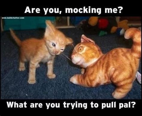 Angry kitten - Meme Guy