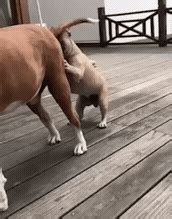 3 hot girls kissing and eating pussy. 코박죽 결과